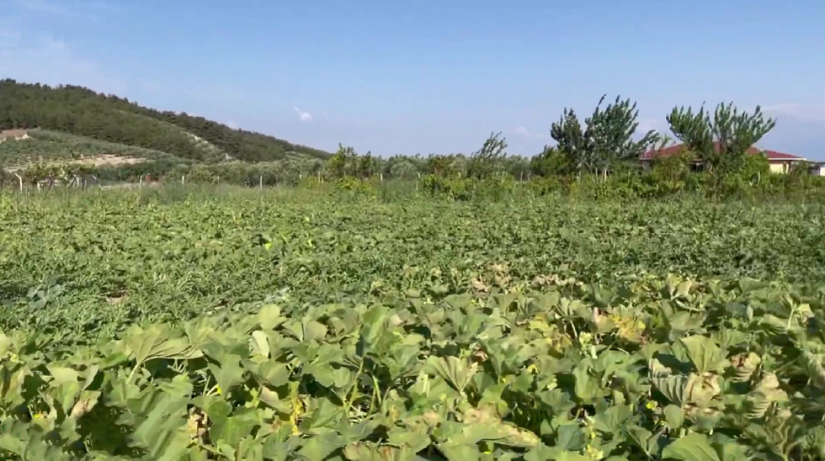 Elazığlıların hasretle beklediği lezzet pazarda yerin aldı: Fiyatı şaşırtıyor