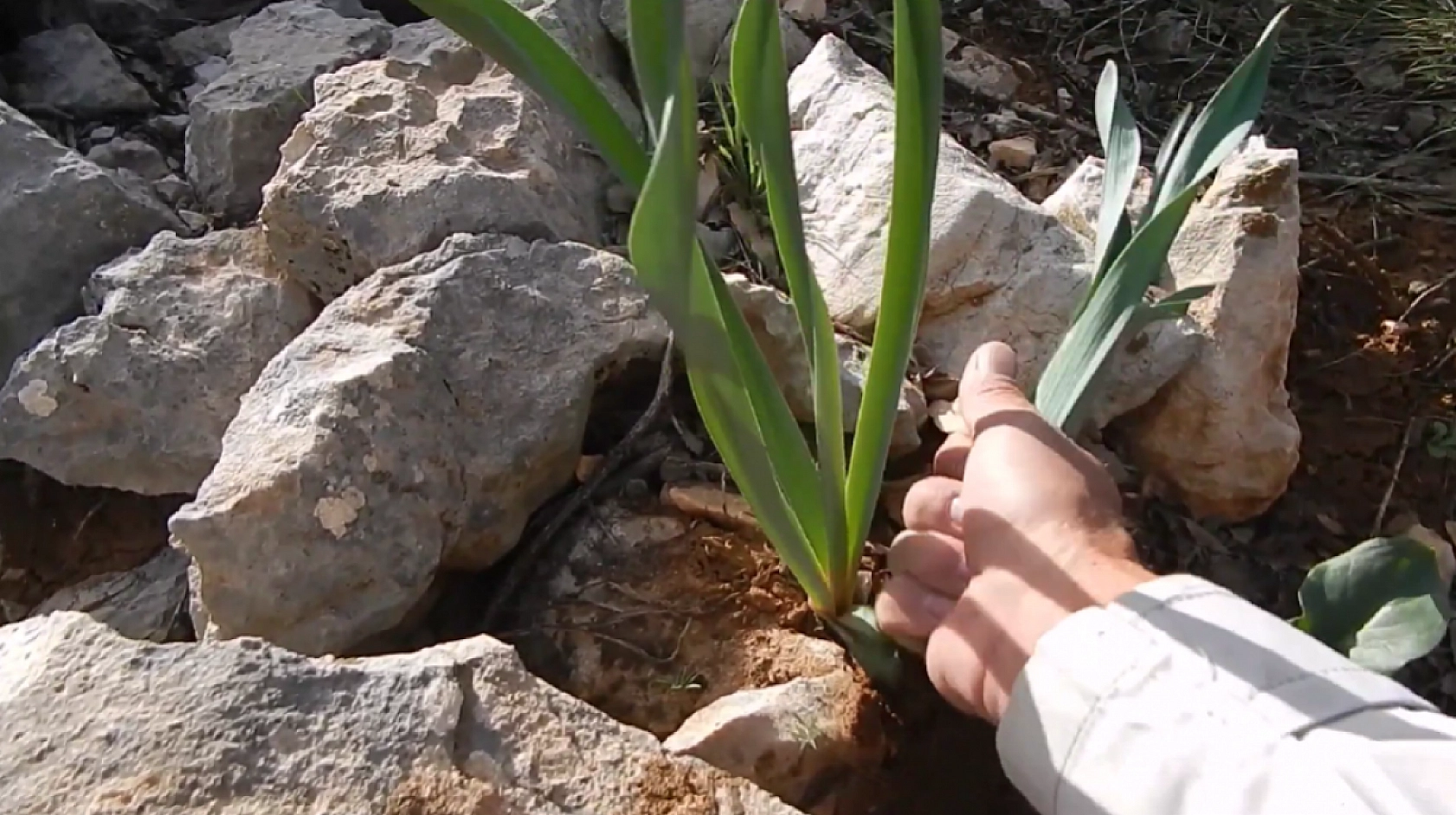 Elazığ'da dağlardan toplanıyor! Faydaları saymakla bitmiyor… Vücudun direnci artıyor