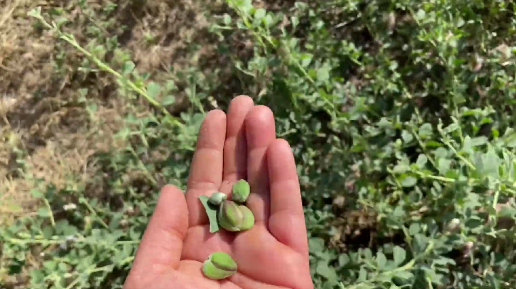Elazığ'da yetişiyor ama çoğu kişi bilmiyor! Adeta her derde deva! Elazığ'da yetişen bu bitkiyi tanımayan kalmayacak