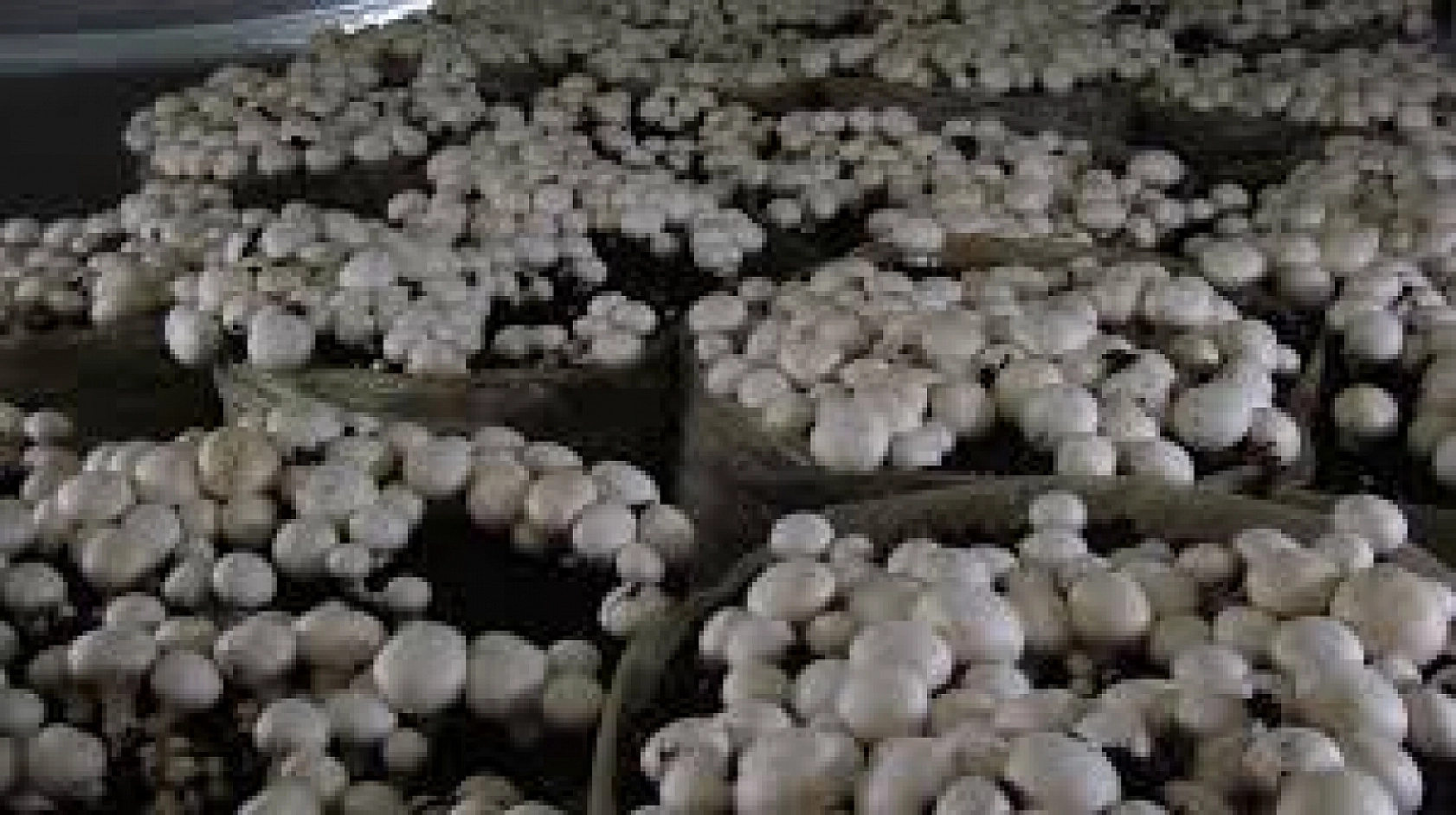 Elazığlılar Dikkat Bu İşi Yapan Paraya Para Demiyor!