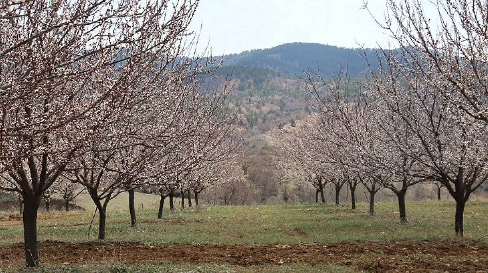 Elazığ'da ağaçlar beyaz gelinliğini giydi, muhteşem görüntü ortaya çıktı