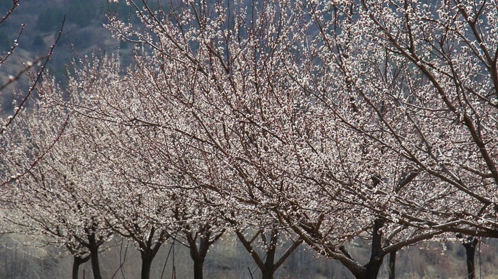 Elazığ'da ağaçlar beyaz gelinliğini giydi, muhteşem görüntü ortaya çıktı