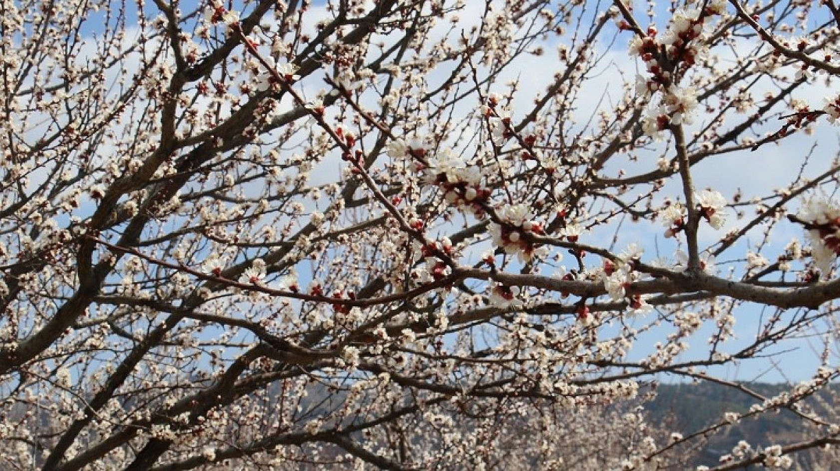 Elazığ'da ağaçlar beyaz gelinliğini giydi, muhteşem görüntü ortaya çıktı