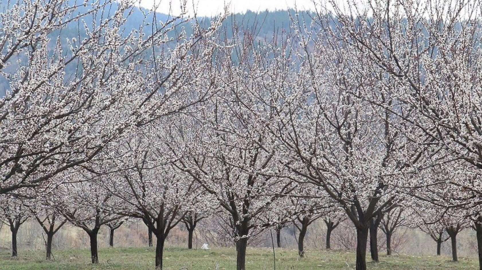 Elazığ'da ağaçlar beyaz gelinliğini giydi, muhteşem görüntü ortaya çıktı