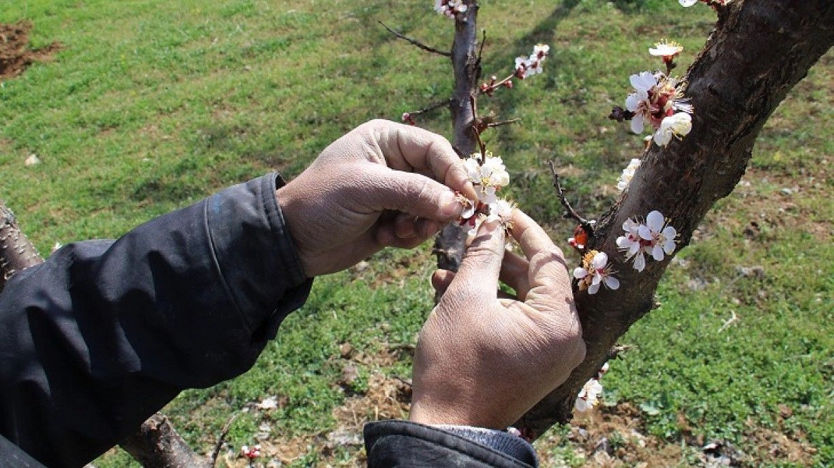 Elazığ'da ağaçlar beyaz gelinliğini giydi, muhteşem görüntü ortaya çıktı