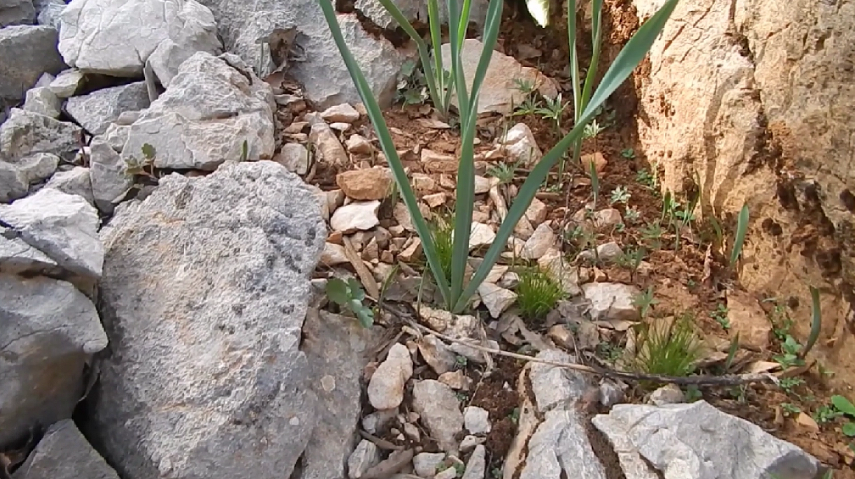 Elazığ'da dağlardan toplanıyor! Faydaları saymakla bitmiyor… Vücudun direnci artıyor