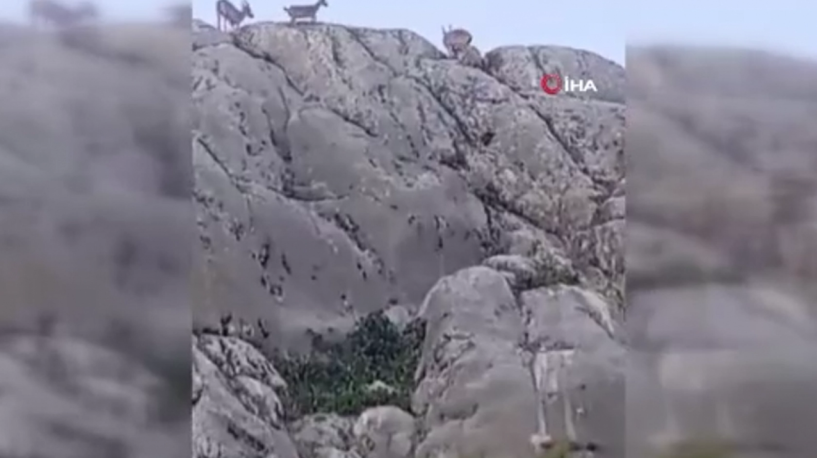 Harput'ta görüldüler! Vatandaş telefona sarıldı… Nesli tükenme tehlikesi altında