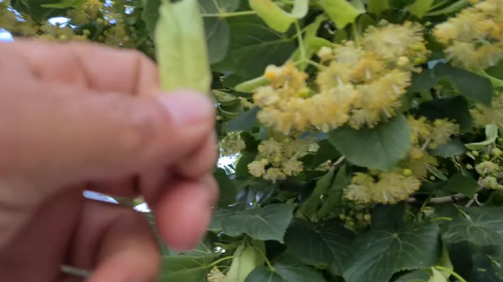 Elazığlılar en çok soğuk havada tüketiyor! Boğaz ağrısını saniyeler içinde kesiyor