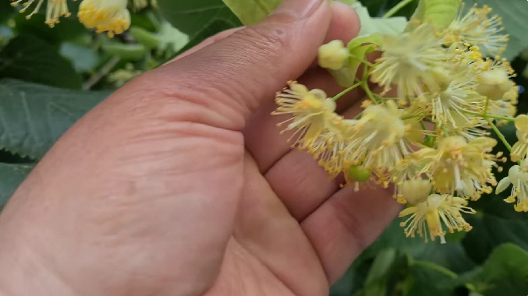 Elazığlılar en çok soğuk havada tüketiyor! Boğaz ağrısını saniyeler içinde kesiyor