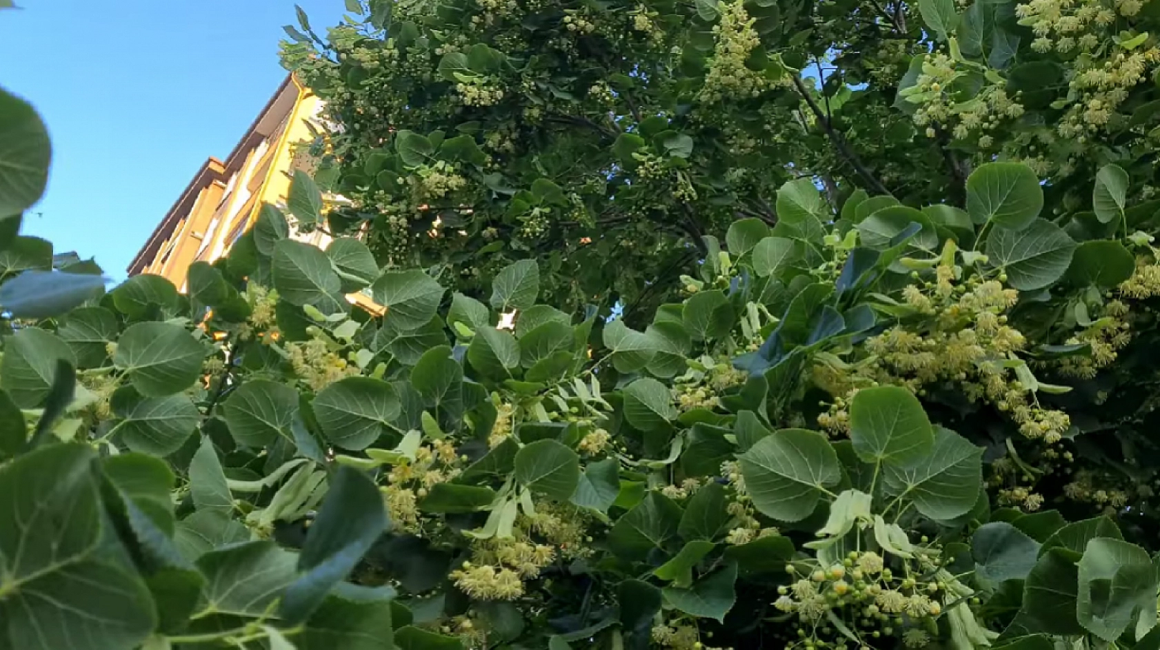 Elazığlılar en çok soğuk havada tüketiyor! Boğaz ağrısını saniyeler içinde kesiyor