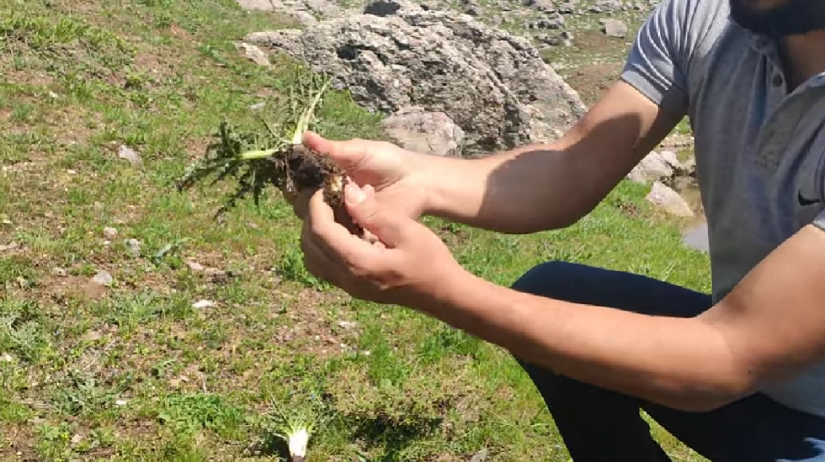 Elazığ dağlarının gizli hazinesi! Kilosu 70 TL, sakızı altın değerinde… Binlerce yıldır şifa dağıtıyor
