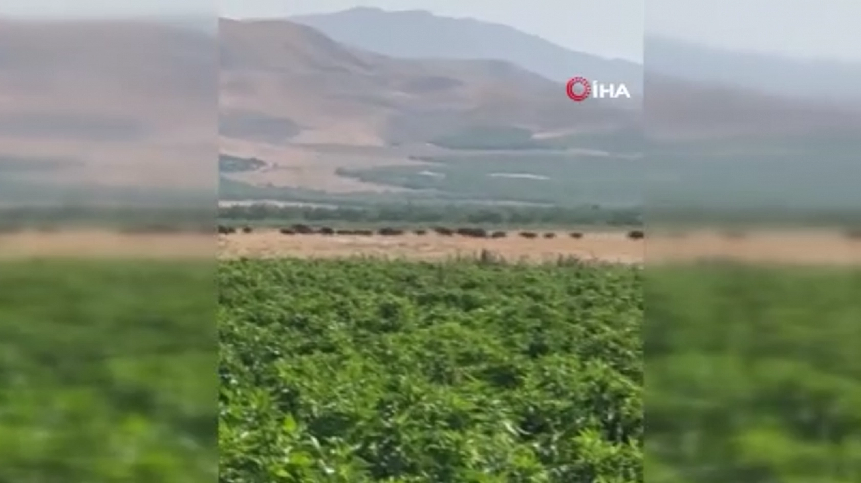 Elazığ'da görüldüler! Sürü halinde geziyorlar. Çiftçiler tedirgin