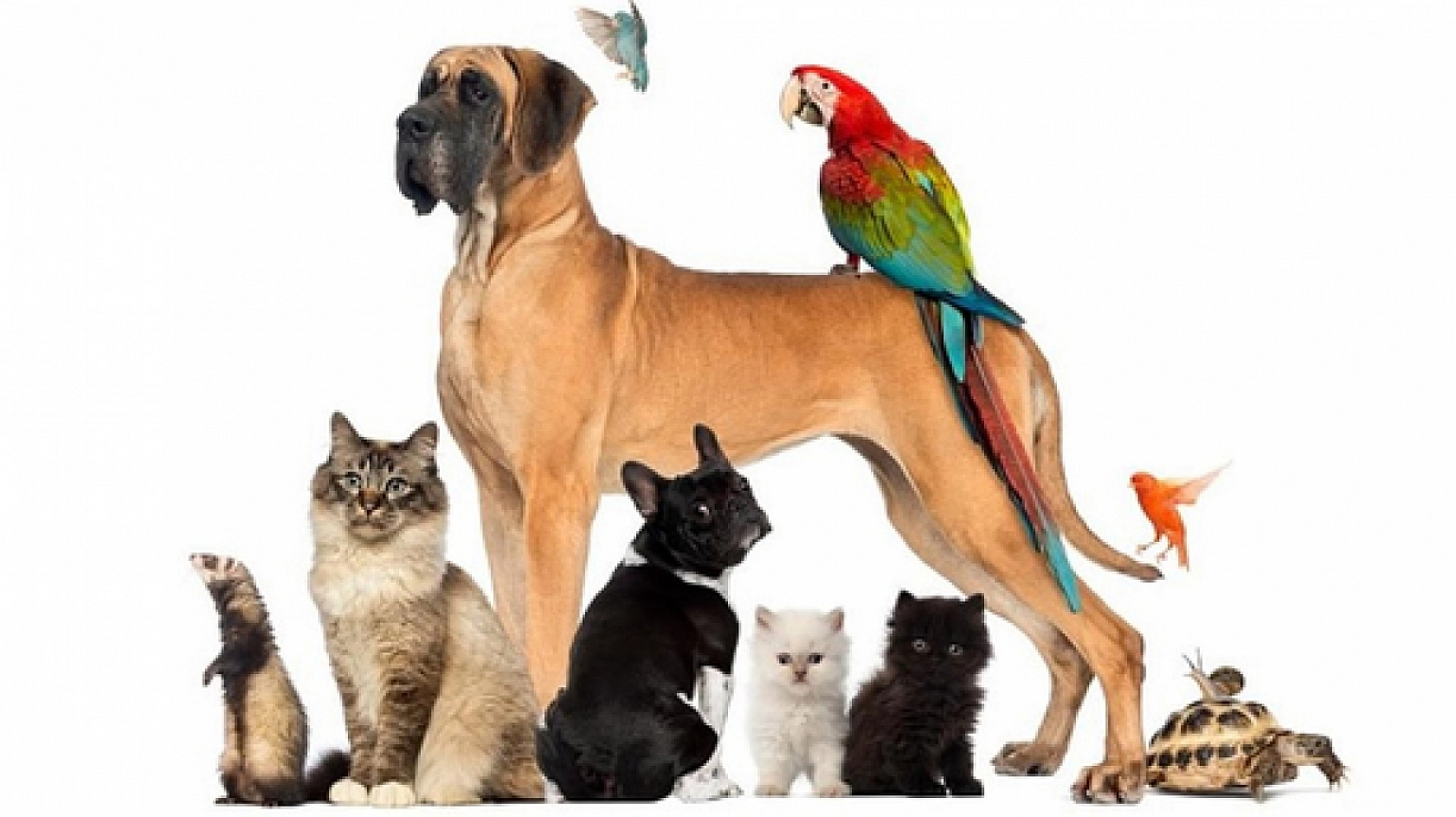 Elazığ'da Birçok Evde Bulunuyor: Kalp Sağlığınız İçin Siz de Edinin!