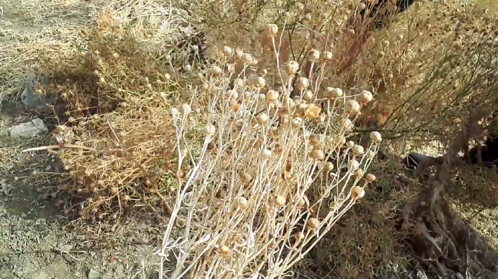 Elazığ'da şifasını bilen herkes bu tohumu konuşuyor! Faydasını anlata anlata bitiremiyorlar