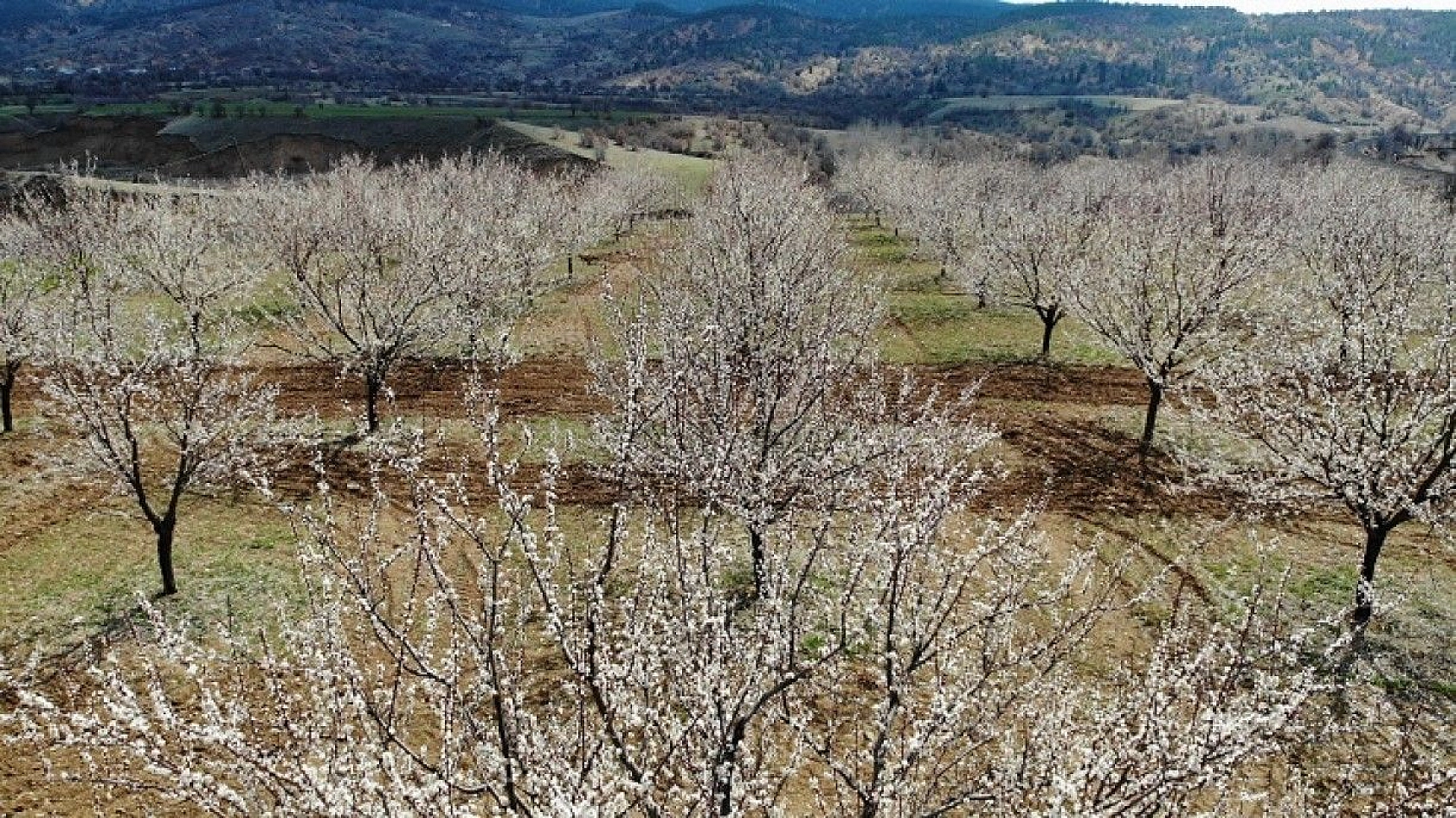Elazığ'da ağaçlar beyaz gelinliğini giydi, muhteşem görüntü ortaya çıktı