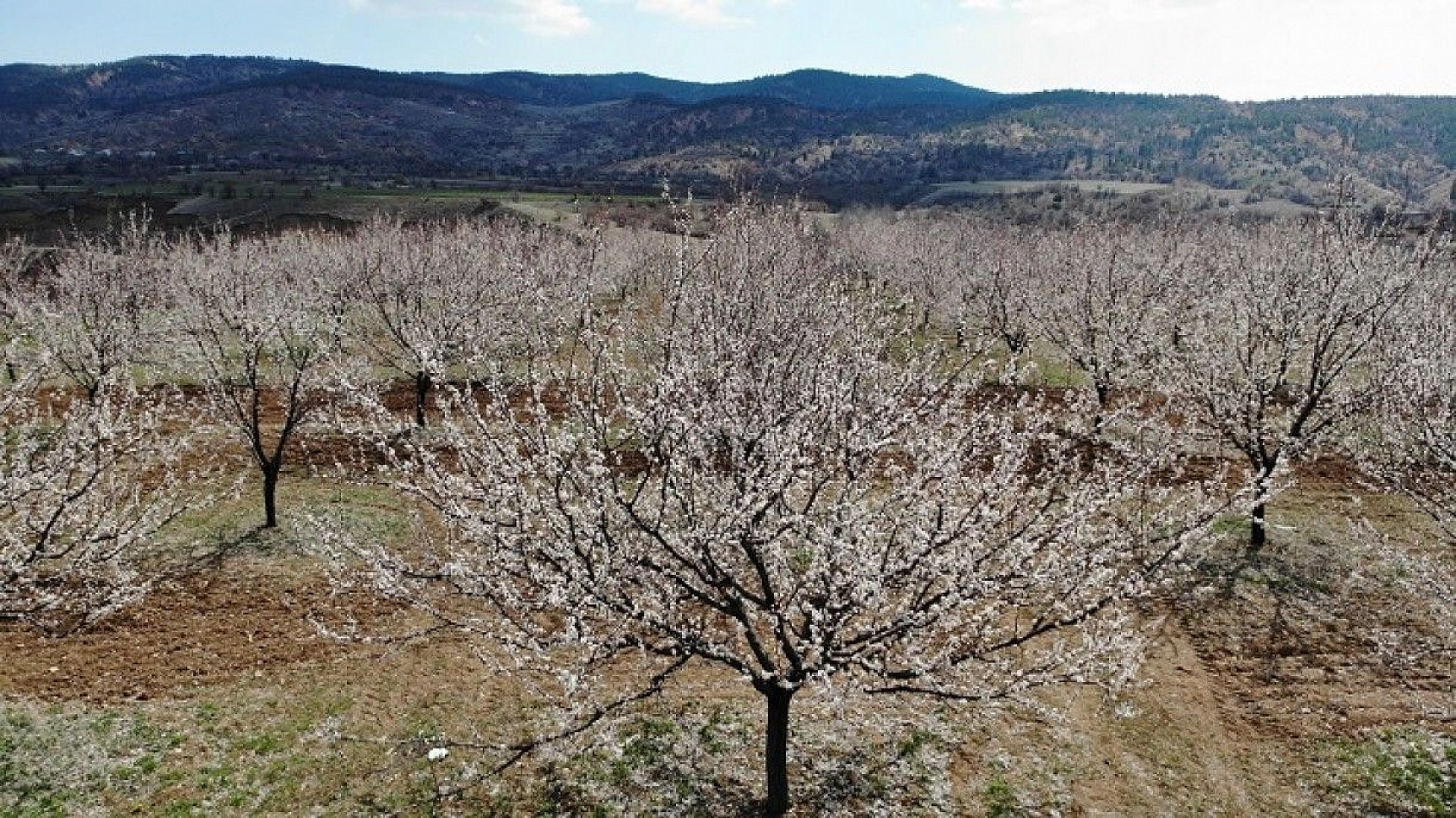 Elazığ'da ağaçlar beyaz gelinliğini giydi, muhteşem görüntü ortaya çıktı