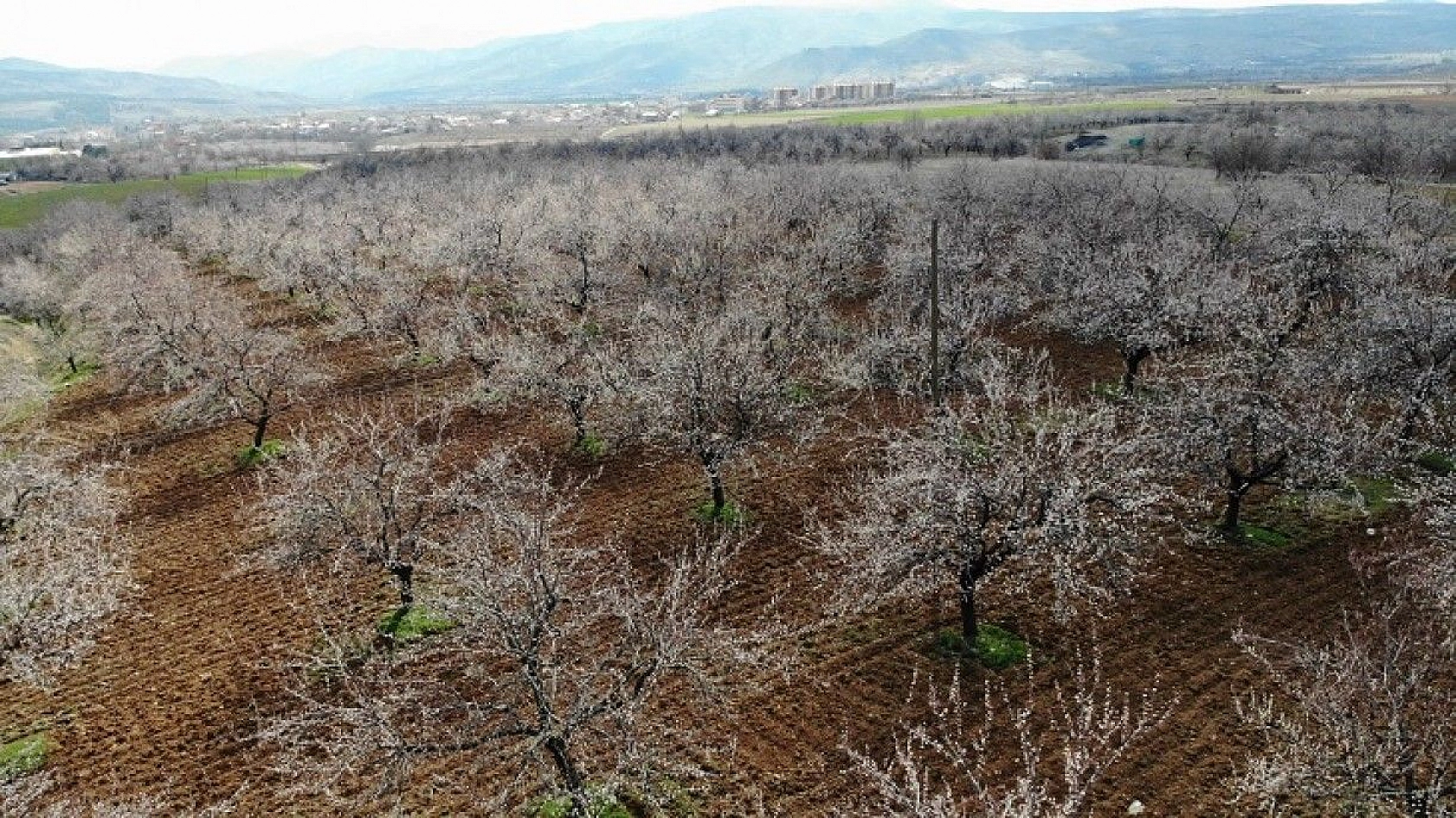 Elazığ'da ağaçlar beyaz gelinliğini giydi, muhteşem görüntü ortaya çıktı