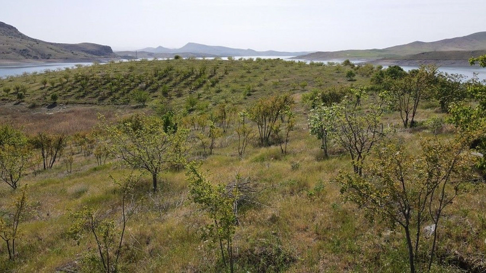 Robinson Ziya dedenin adası baharla birlikte yeşile büründü
