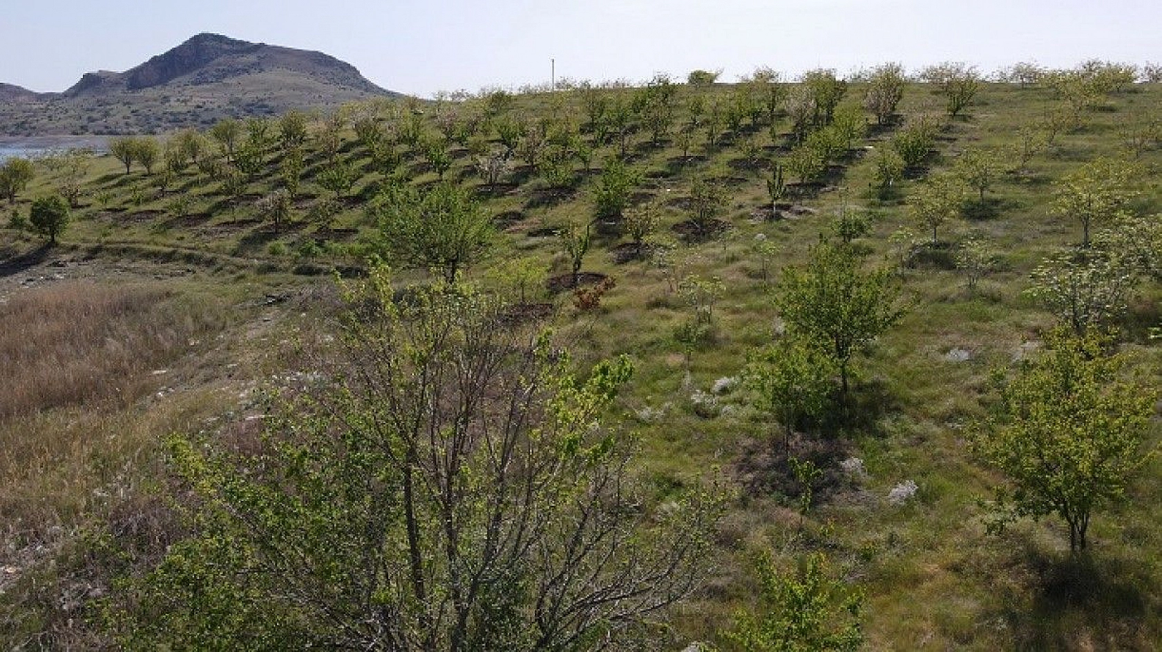 Robinson Ziya dedenin adası baharla birlikte yeşile büründü