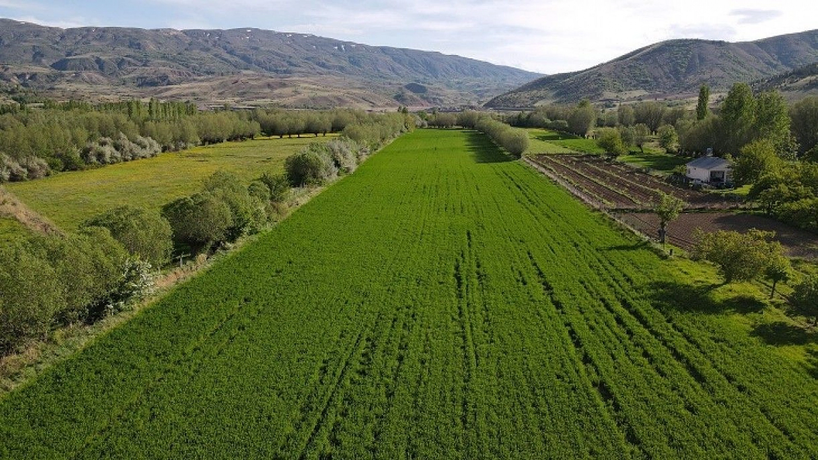Yeşile bürünen Sivrice muhteşem doğasıyla cezbediyor