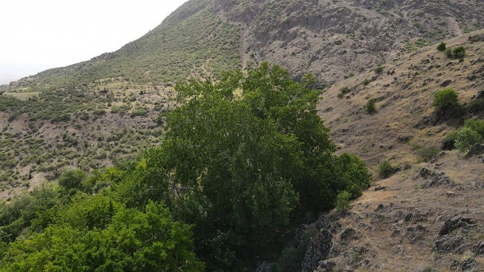 Tam bin yıllık çınar, 22 metre gövdeye sahip