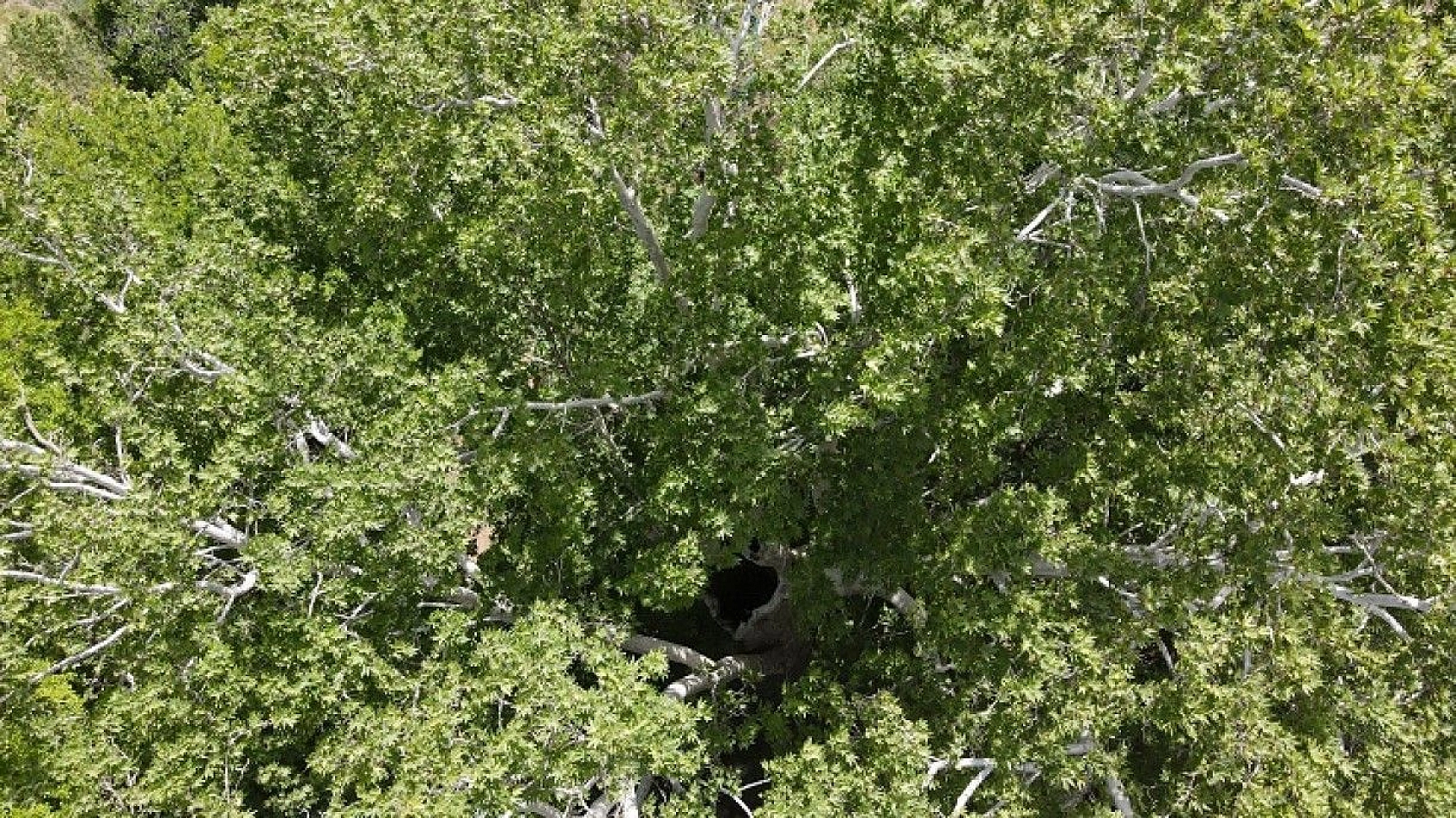 Tam bin yıllık çınar, 22 metre gövdeye sahip