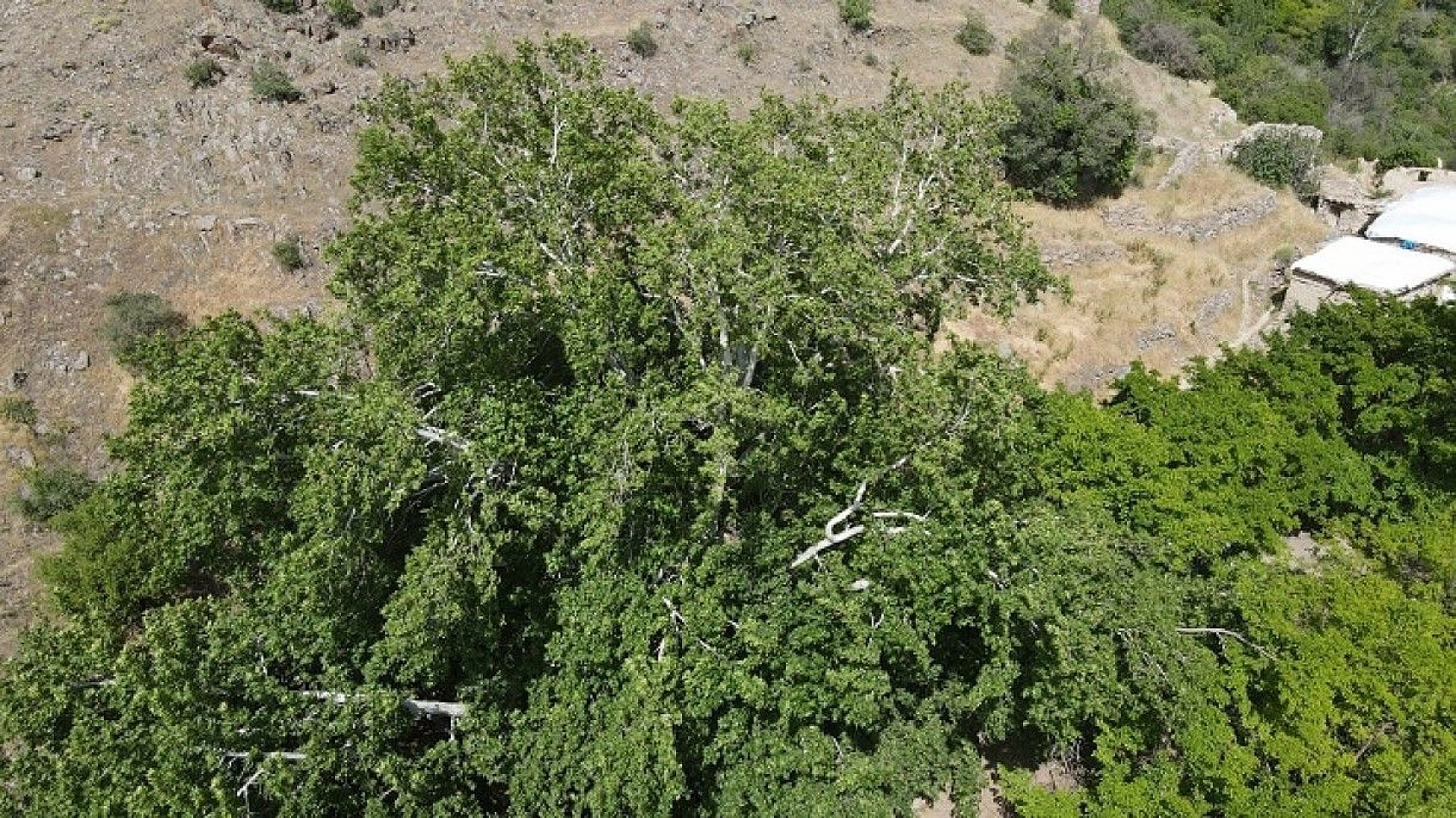 Tam bin yıllık çınar, 22 metre gövdeye sahip