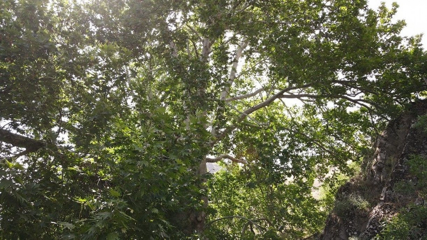 Tam bin yıllık çınar, 22 metre gövdeye sahip