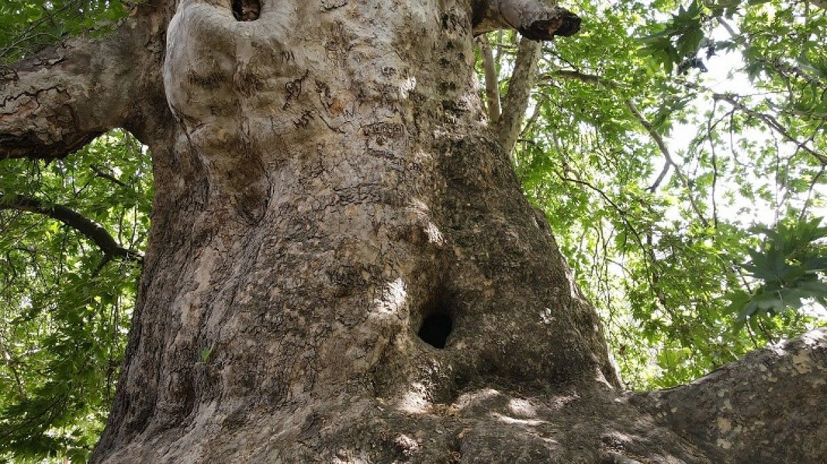 Tam bin yıllık çınar, 22 metre gövdeye sahip