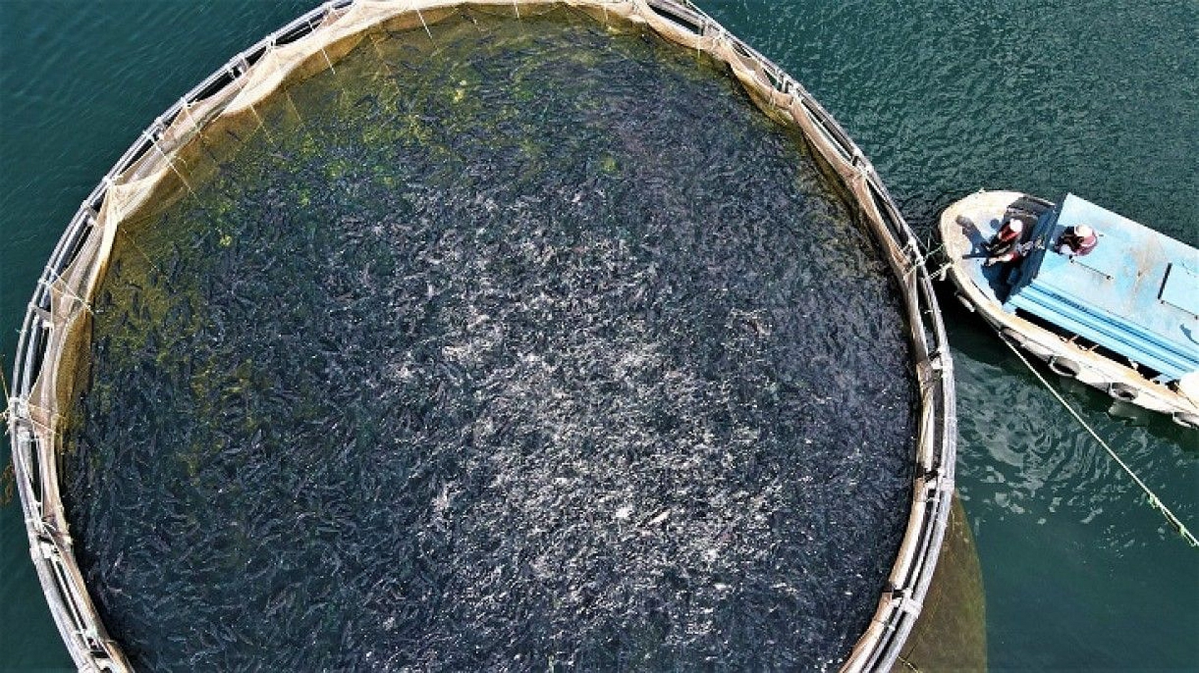 Türkiye'nin üretim merkezi Elazığ'dan dünyaya Türk Somonu