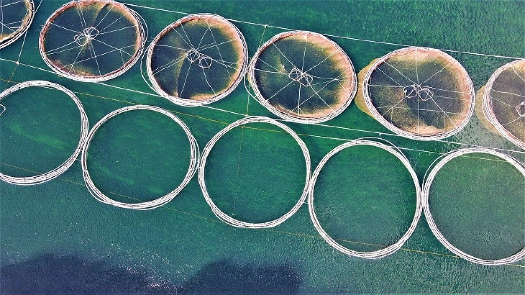 Türkiye'nin üretim merkezi Elazığ'dan dünyaya Türk Somonu