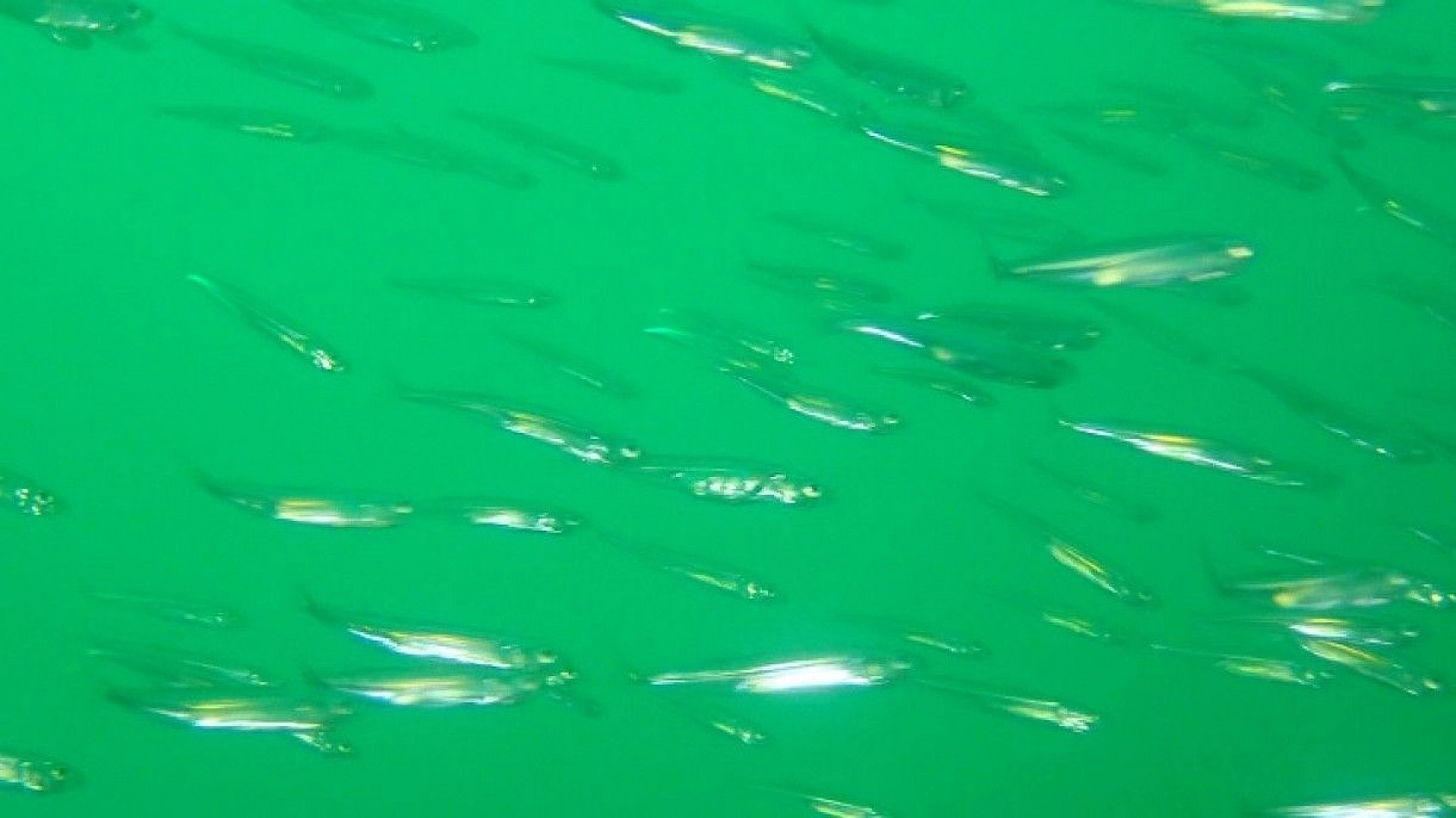 Yarımada konumundaki Elazığ, sualtı flora ve faunasıyla dikkat çekiyor