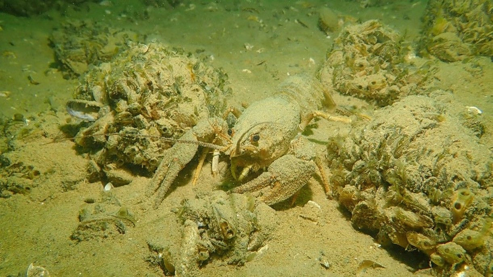 Yarımada konumundaki Elazığ, sualtı flora ve faunasıyla dikkat çekiyor