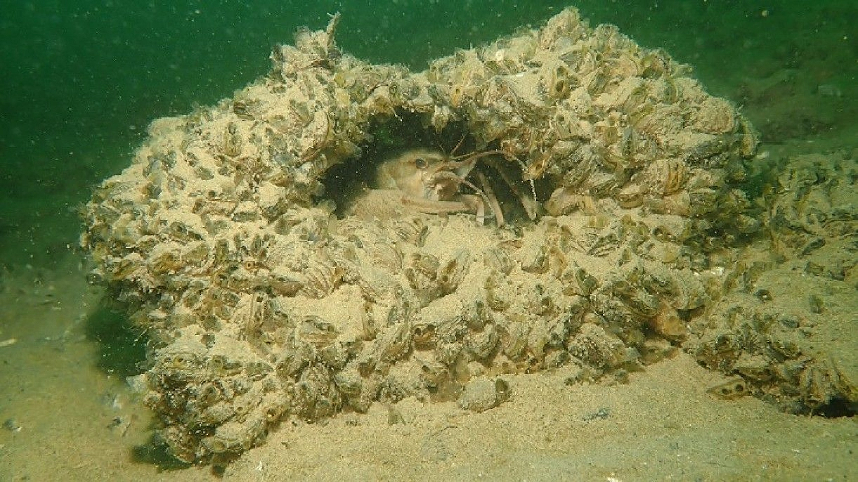 Yarımada konumundaki Elazığ, sualtı flora ve faunasıyla dikkat çekiyor