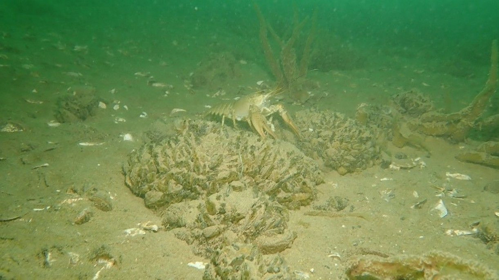 Yarımada konumundaki Elazığ, sualtı flora ve faunasıyla dikkat çekiyor