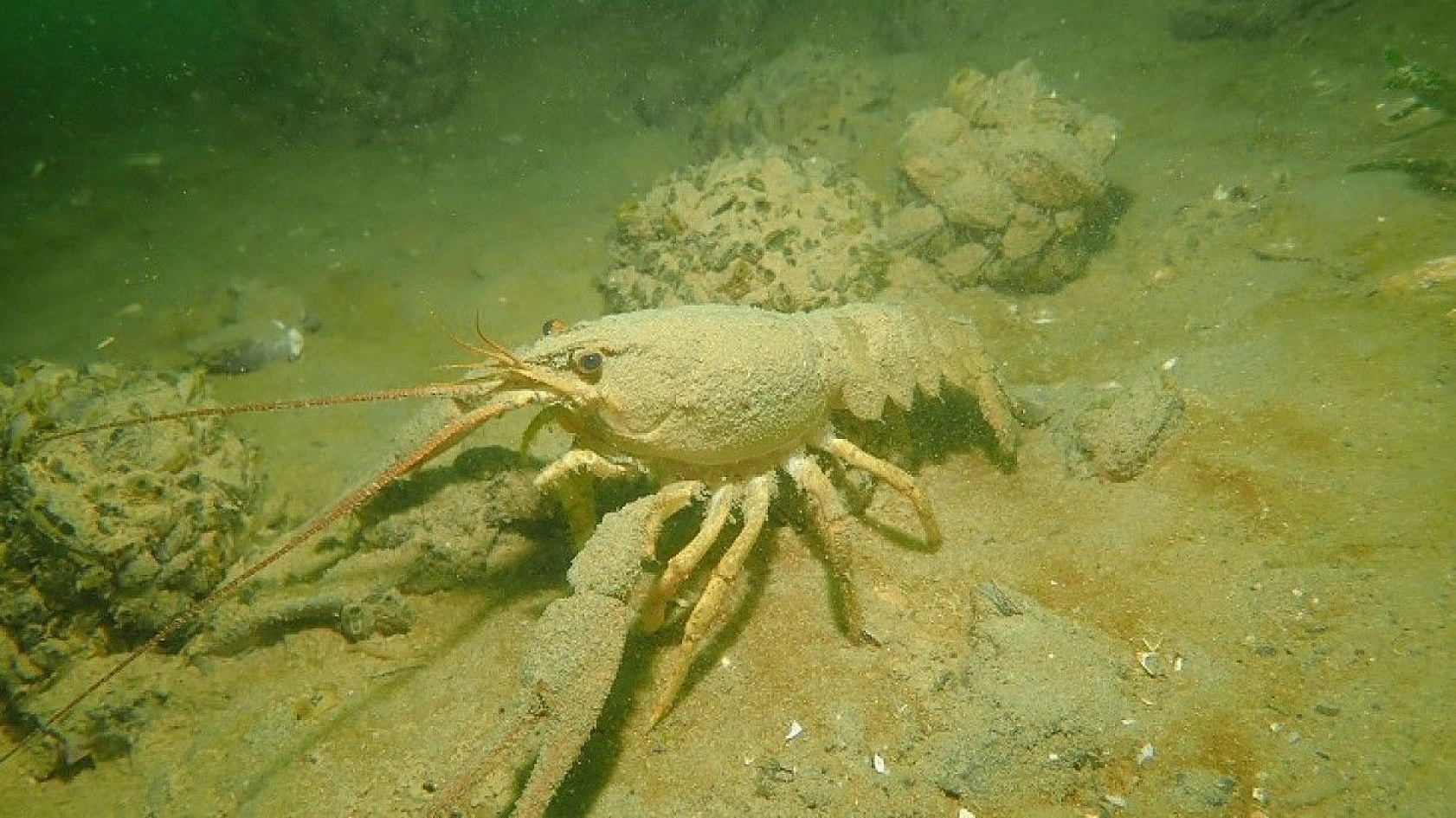 Yarımada konumundaki Elazığ, sualtı flora ve faunasıyla dikkat çekiyor