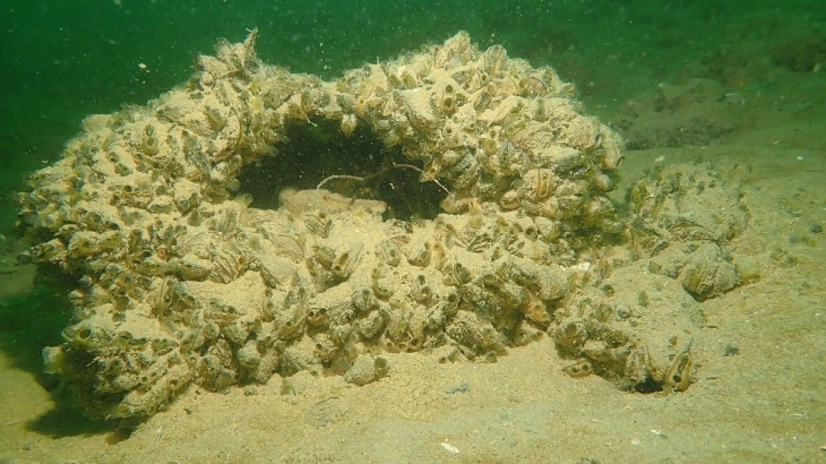 Yarımada konumundaki Elazığ, sualtı flora ve faunasıyla dikkat çekiyor