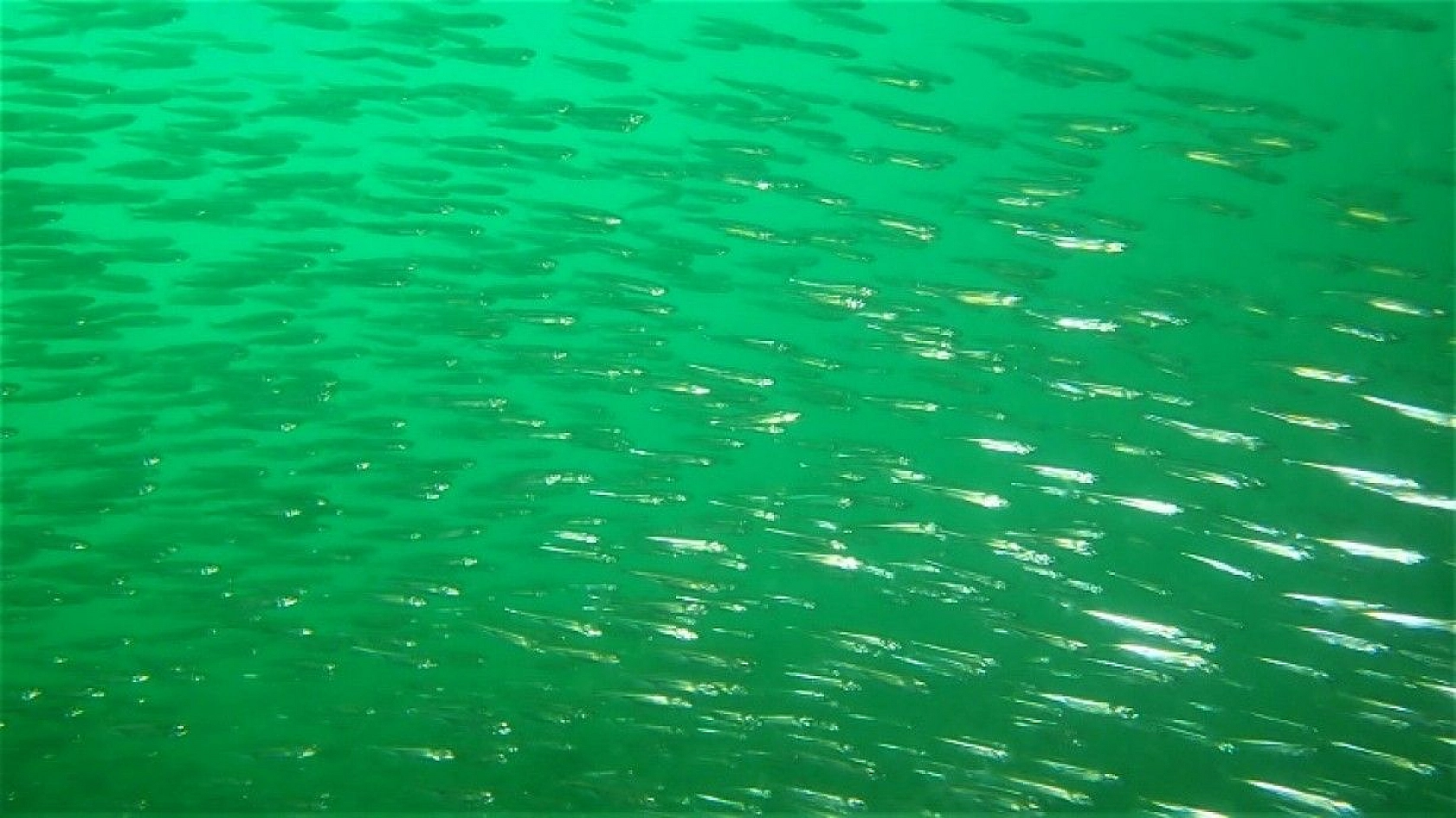 Yarımada konumundaki Elazığ, sualtı flora ve faunasıyla dikkat çekiyor