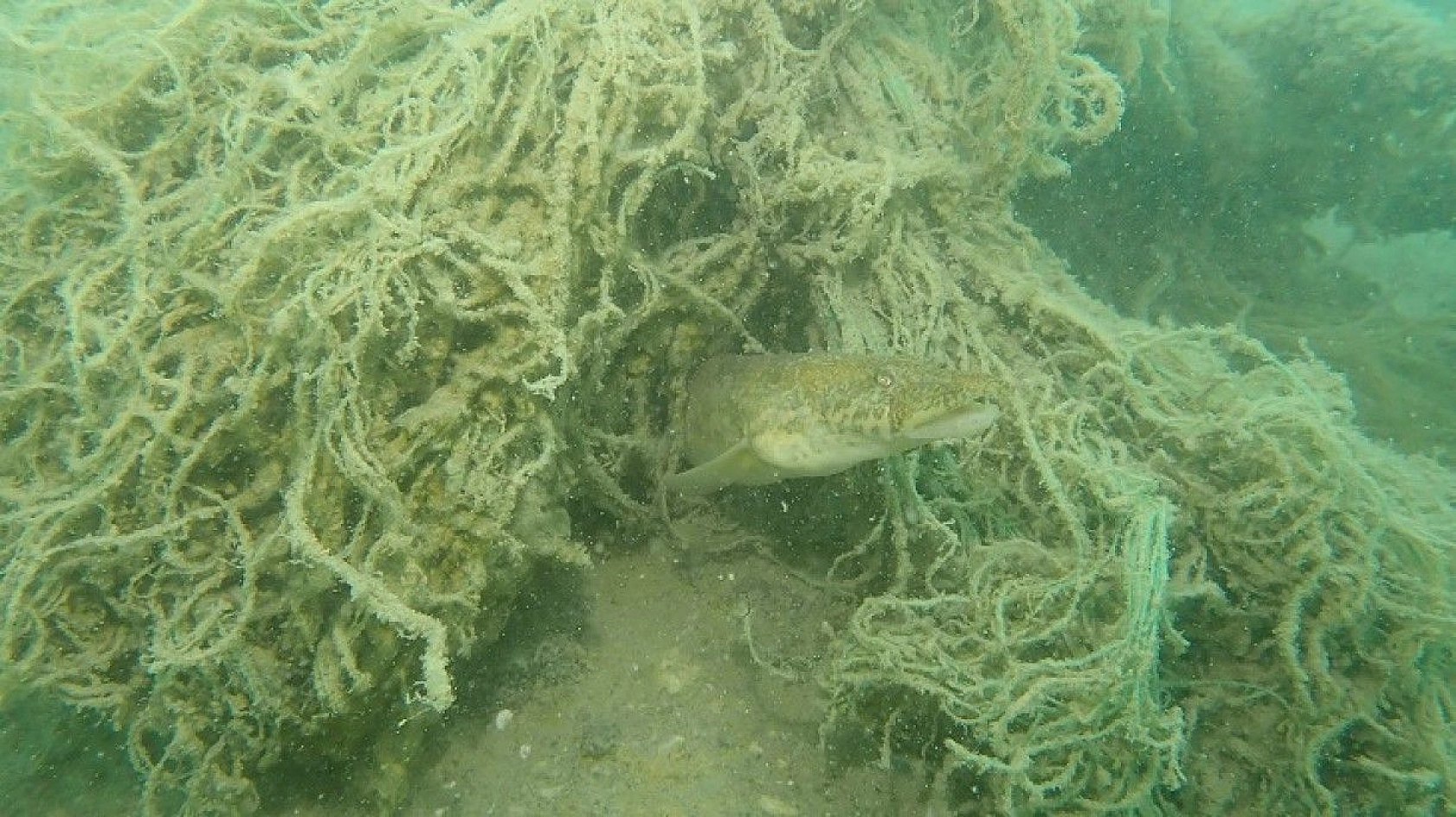 Yarımada konumundaki Elazığ, sualtı flora ve faunasıyla dikkat çekiyor