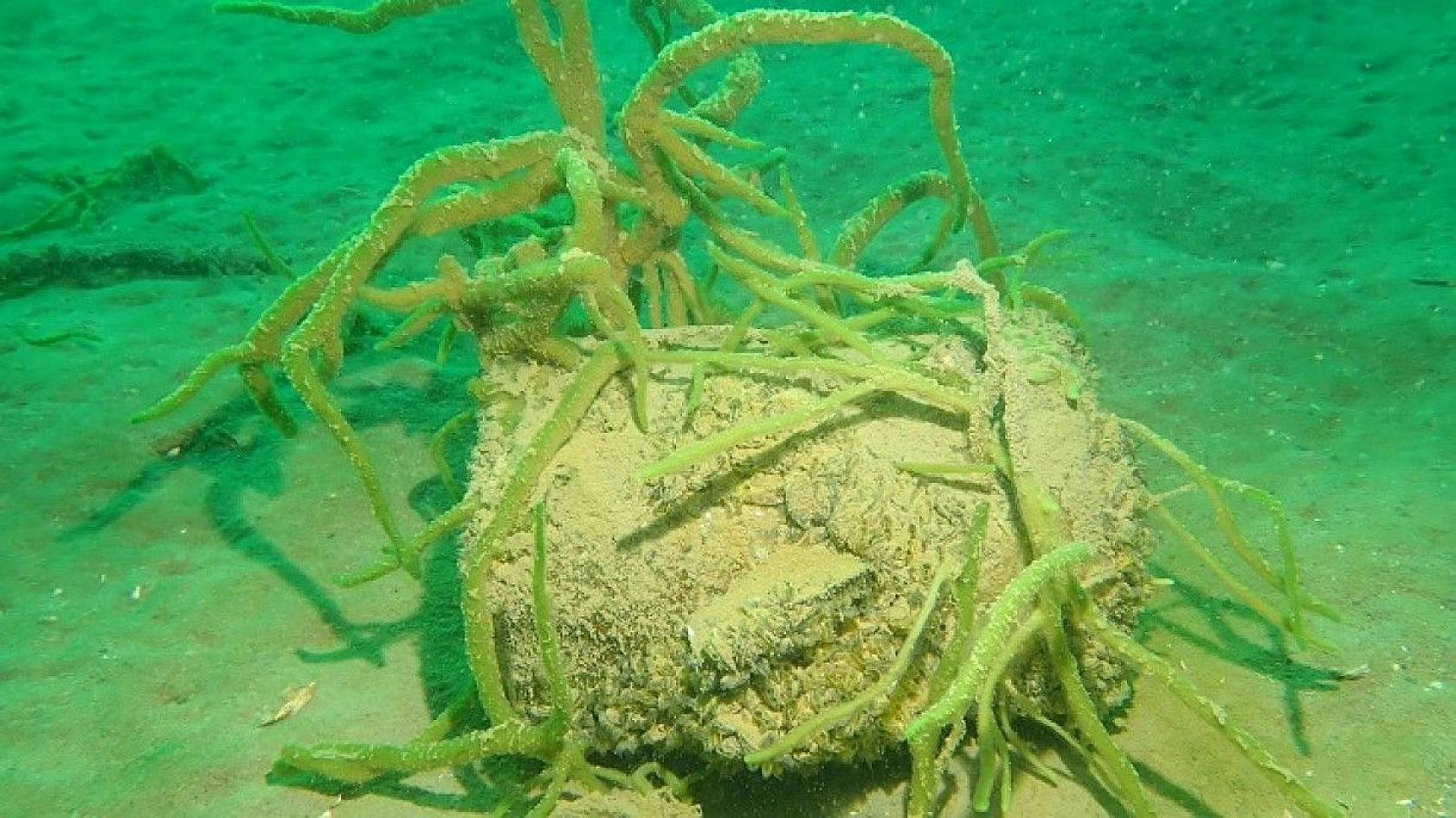 Yarımada konumundaki Elazığ, sualtı flora ve faunasıyla dikkat çekiyor