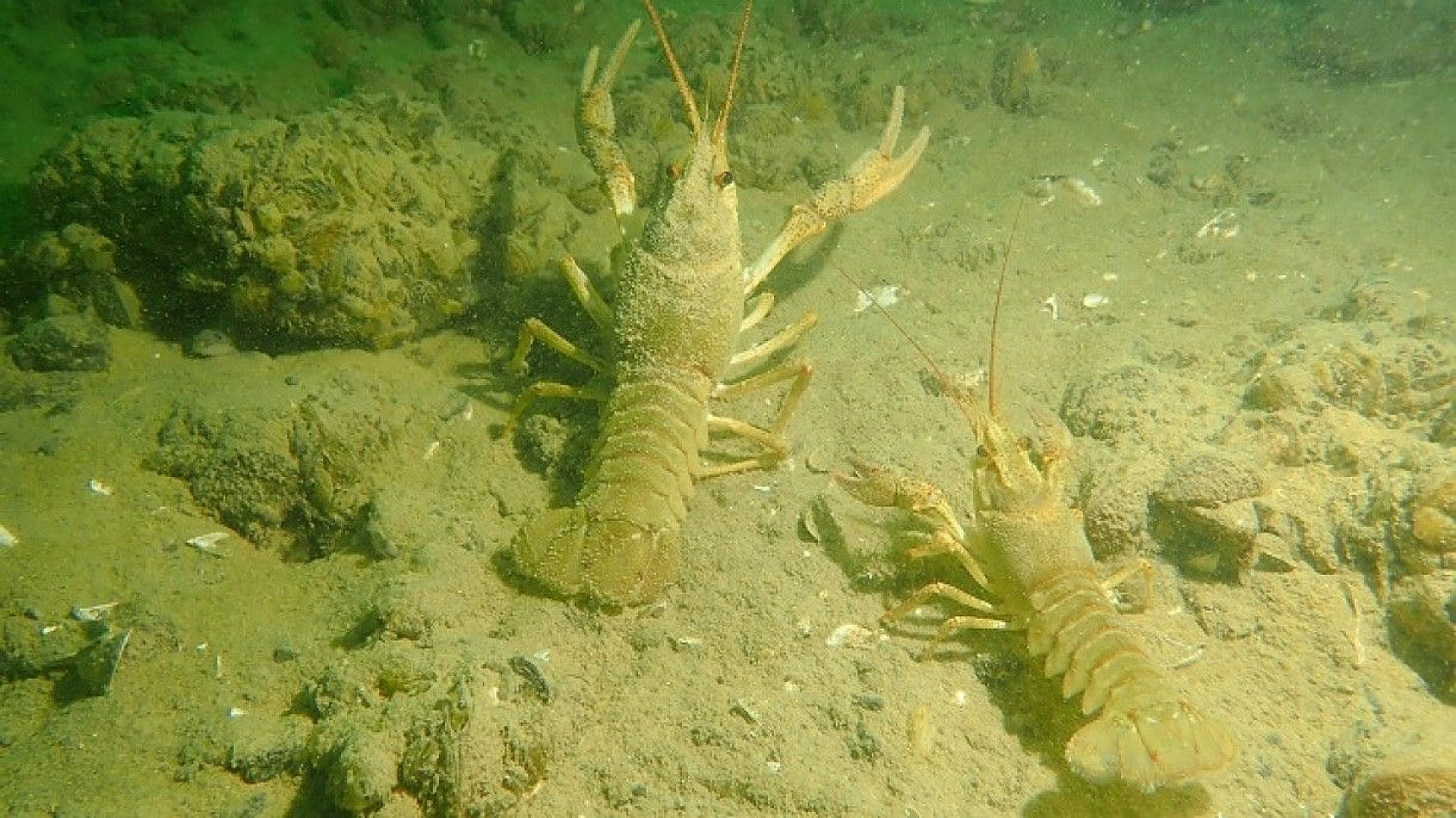 Yarımada konumundaki Elazığ, sualtı flora ve faunasıyla dikkat çekiyor