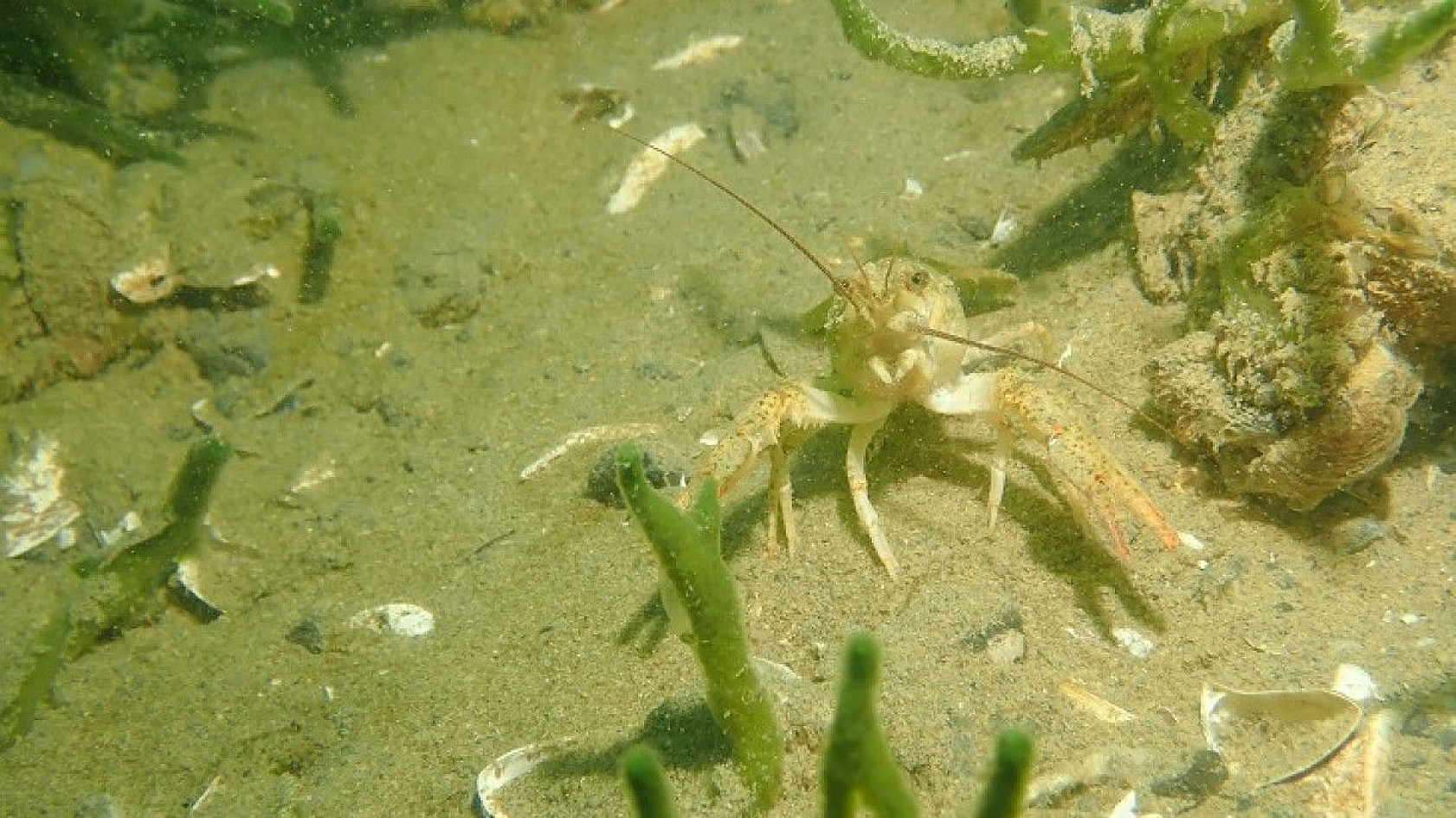 Yarımada konumundaki Elazığ, sualtı flora ve faunasıyla dikkat çekiyor
