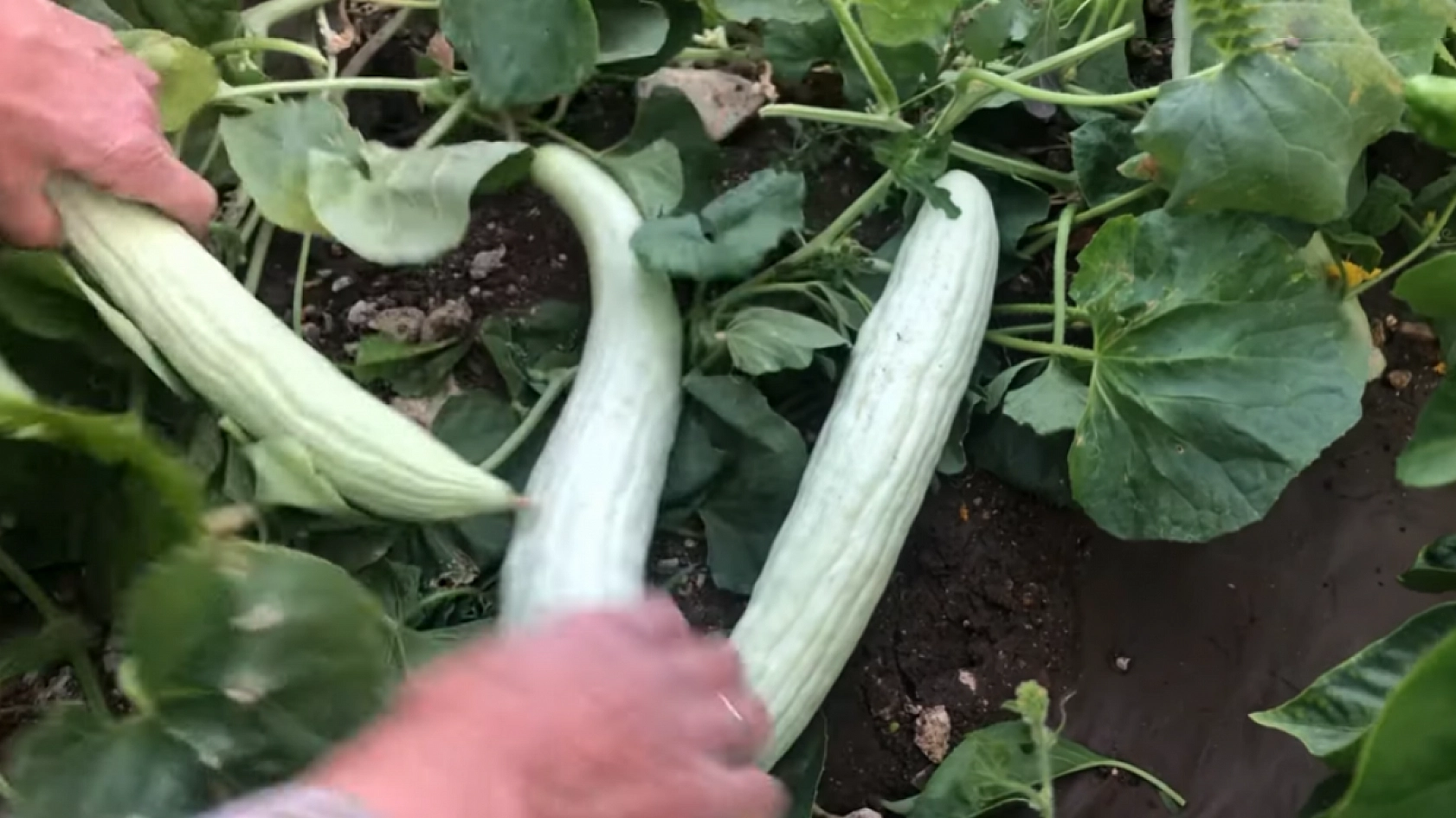 Elazığlıların hasretle beklediği lezzet pazarda yerin aldı: Fiyatı şaşırtıyor