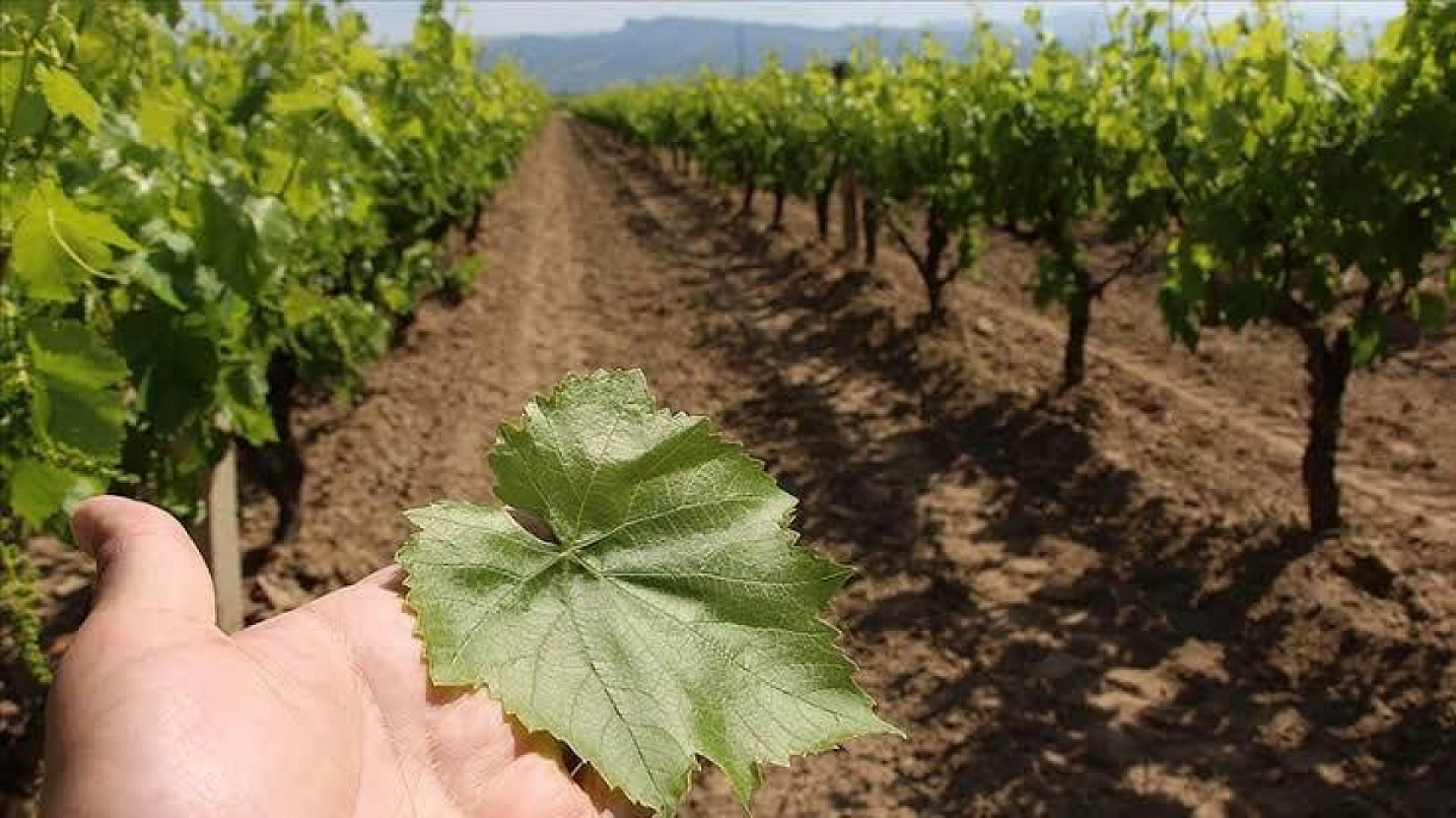 Elazığ'da Şimdi Tam Zamanı 60 Liradan Tezgahlarda Yerini Aldı