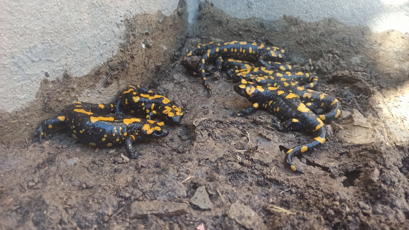 Malatya'da Kayısı Üreticisi Çiftçi Adam, Bahçesindeki havuza Bakınca Gözlerine İnanamadı Tam 8 Tane Hayvan Yan Yana Orada Duruyordu