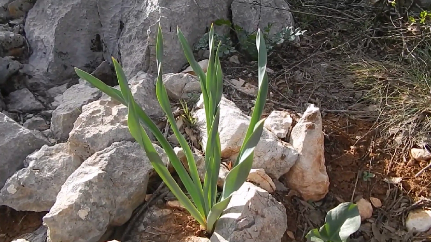 Elazığ'da dağlardan toplanıyor! Faydaları saymakla bitmiyor… Vücudun direnci artıyor