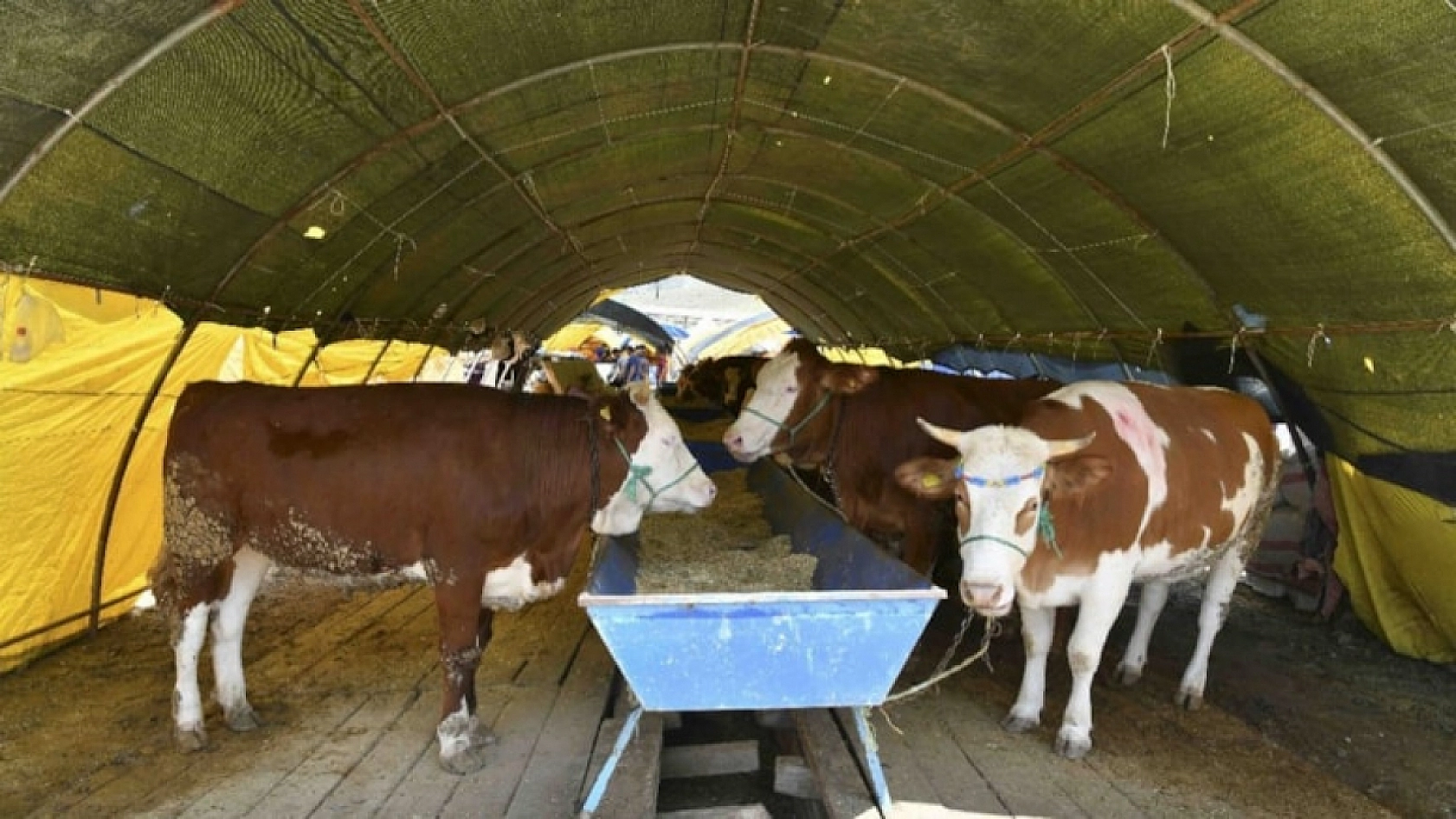 Kurbanlık Fiyatlarında Büyük Sürpriz: 2024 Hesapları Ortaya Çıktı!