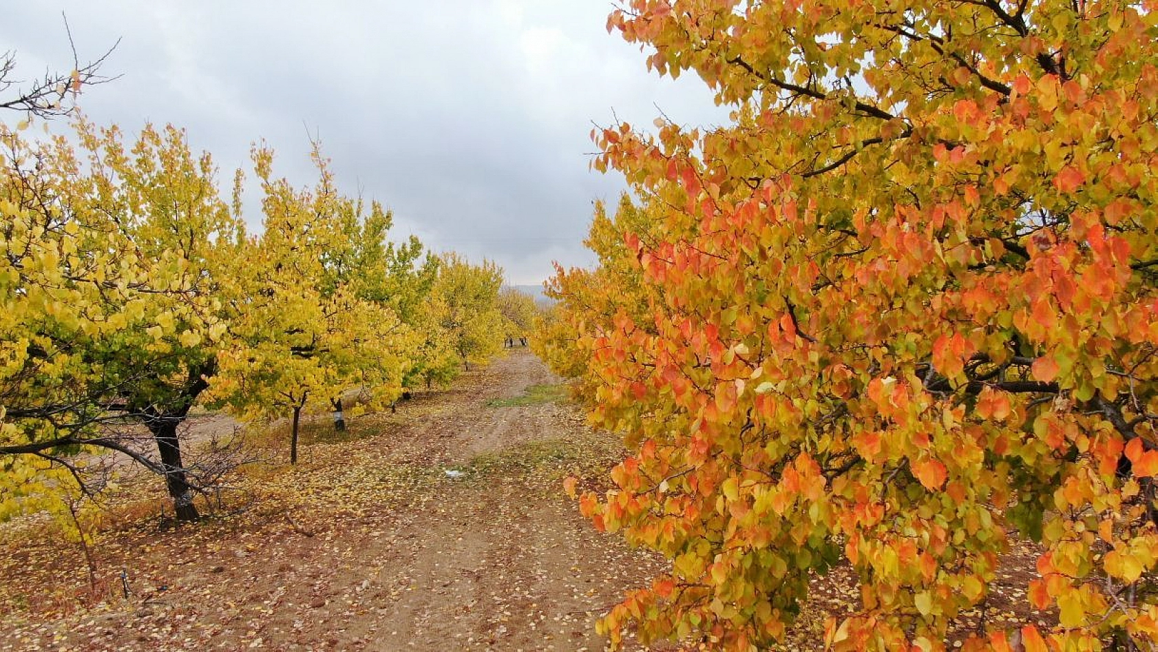 Elazığ'da 'altın yaprakların' sonbahar güzelliği