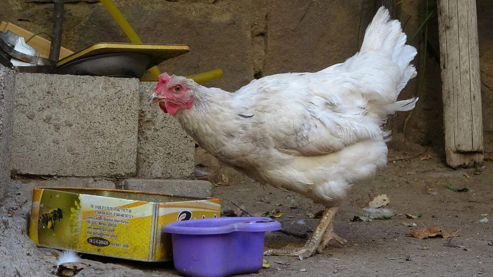 Komşu Şehirde İlginç Olay: Bu Yumurtayı Görenler Şaşırıyor