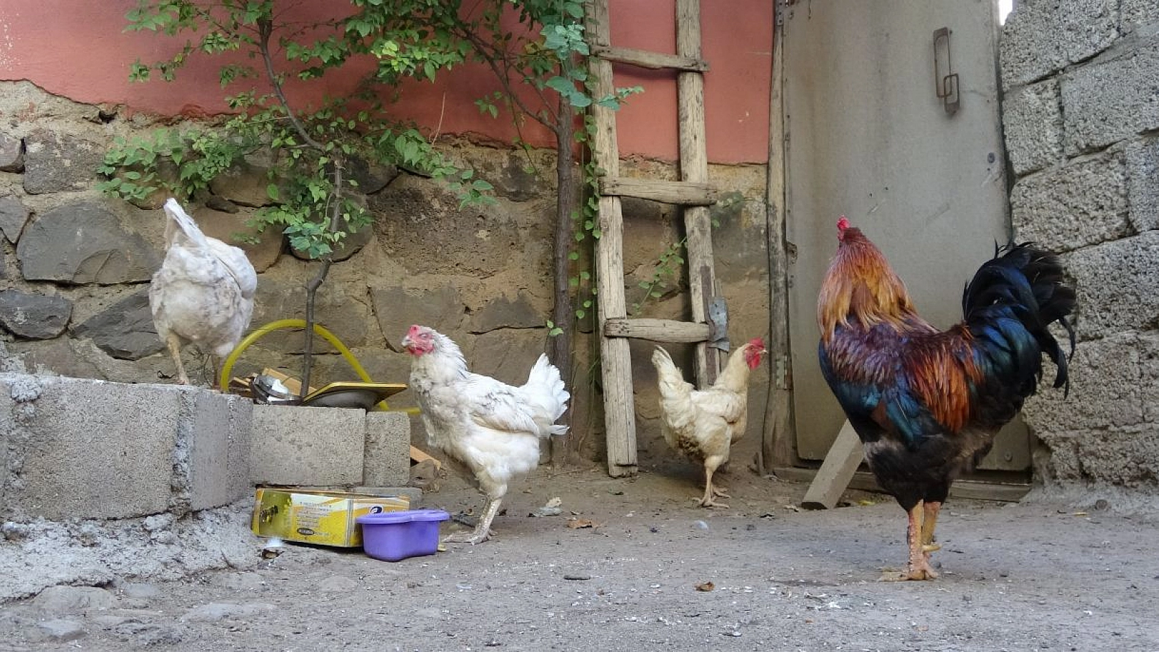 Komşu Şehirde İlginç Olay: Bu Yumurtayı Görenler Şaşırıyor